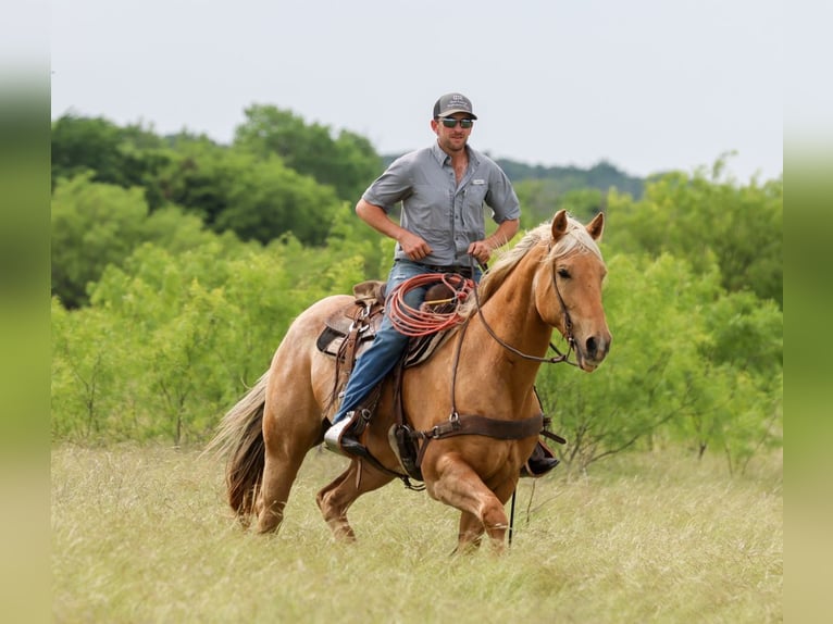 American Quarter Horse Wallach 6 Jahre Palomino in Ranger