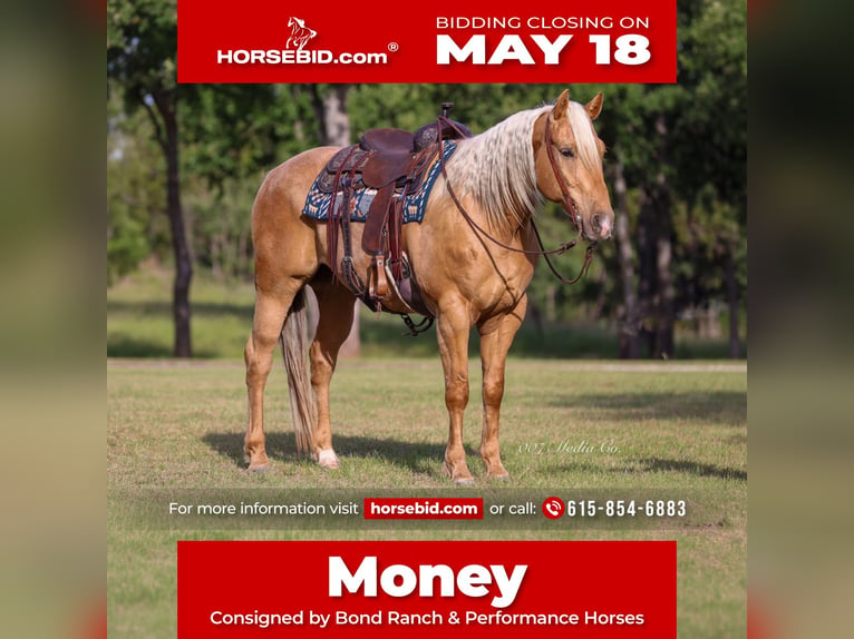 American Quarter Horse Wallach 6 Jahre Palomino in Ranger