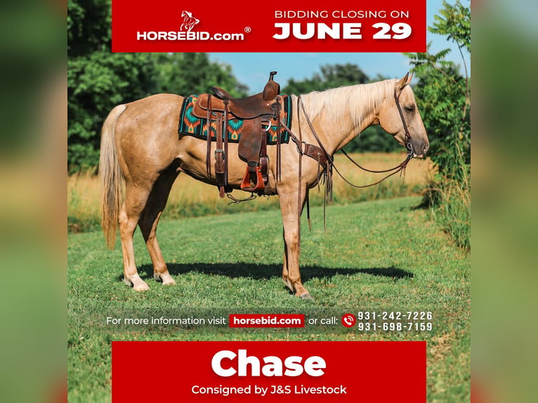 American Quarter Horse Wallach 6 Jahre Palomino in Santa Fe
