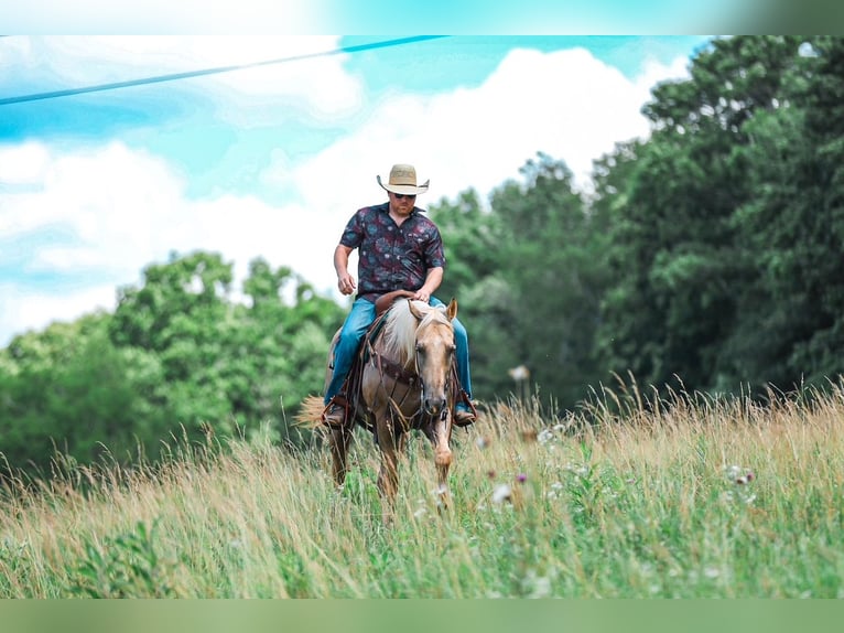 American Quarter Horse Wallach 6 Jahre Palomino in Santa Fe