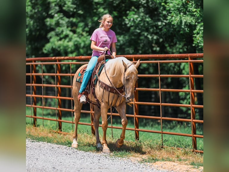 American Quarter Horse Wallach 6 Jahre Palomino in Santa Fe