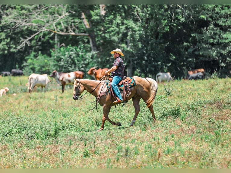 American Quarter Horse Wallach 6 Jahre Palomino in Santa Fe