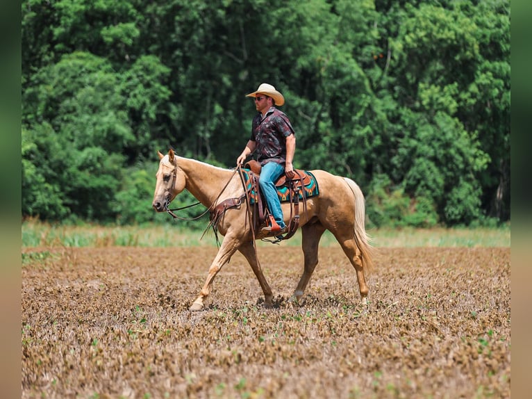 American Quarter Horse Wallach 6 Jahre Palomino in Santa Fe
