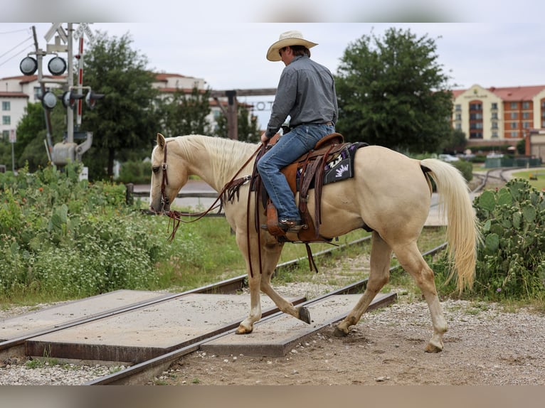 American Quarter Horse Wallach 6 Jahre Palomino in Stephenville
