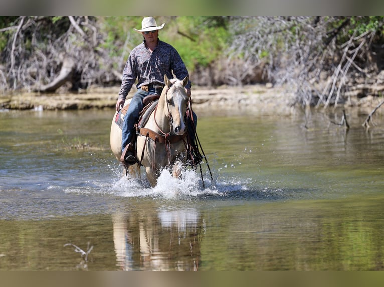 American Quarter Horse Wallach 6 Jahre Palomino in Stephenville