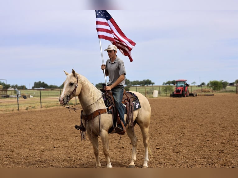 American Quarter Horse Wallach 6 Jahre Palomino in Stephenville