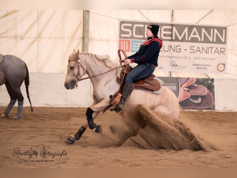 American Quarter Horse Wallach 6 Jahre Palomino in Neuruppin