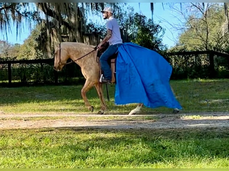 American Quarter Horse Wallach 6 Jahre Palomino in Lisbon