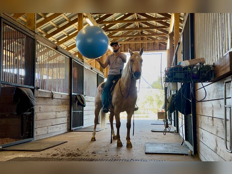 American Quarter Horse Wallach 6 Jahre Palomino in Lisbon