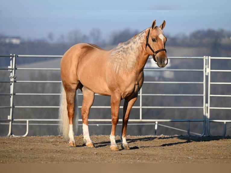 American Quarter Horse Wallach 6 Jahre Palomino in Millersburg OH