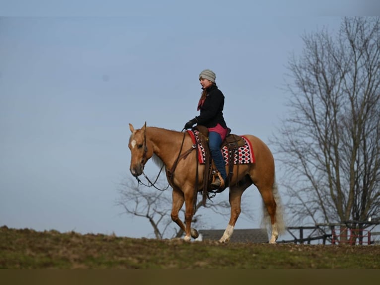 American Quarter Horse Wallach 6 Jahre Palomino in Millersburg OH