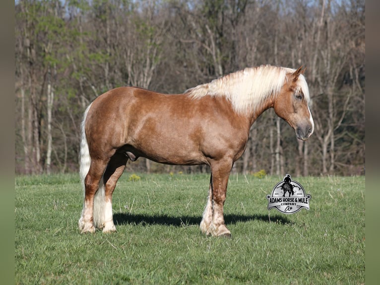 American Quarter Horse Wallach 6 Jahre Palomino in Mount Vernon