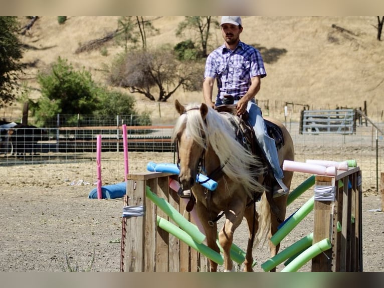 American Quarter Horse Wallach 6 Jahre Palomino in Paicines CA