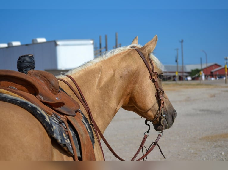 American Quarter Horse Wallach 6 Jahre Palomino in STEPHENVILLE, TX