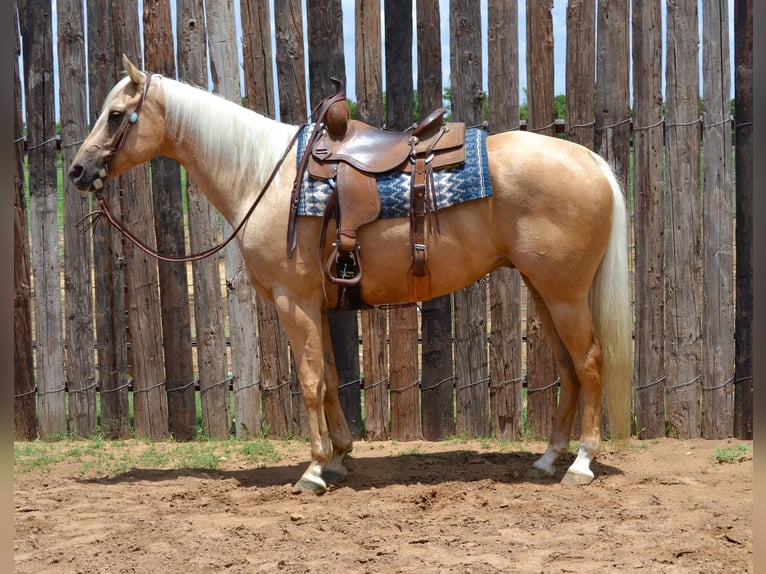American Quarter Horse Wallach 6 Jahre Palomino in STEPHENVILLE, TX