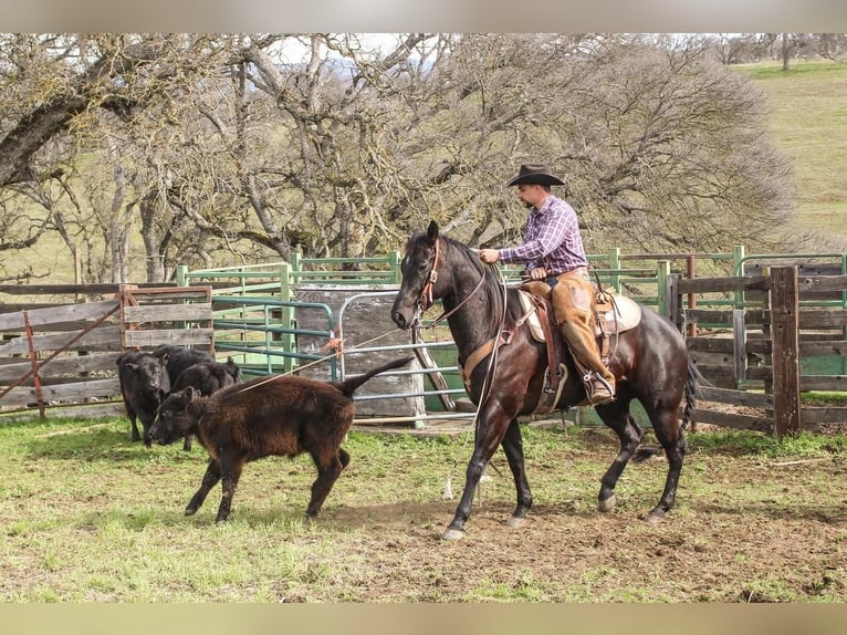 American Quarter Horse Wallach 6 Jahre Rappe in Waterford, CA