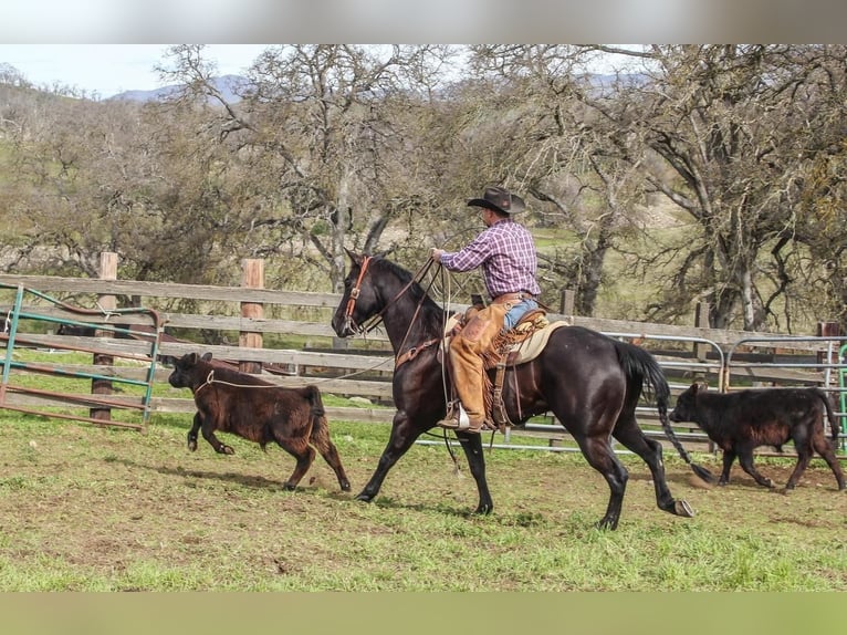 American Quarter Horse Wallach 6 Jahre Rappe in Waterford, CA
