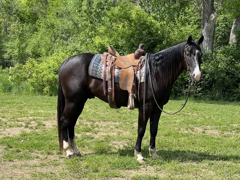 American Quarter Horse Wallach 6 Jahre Rappe in Zearing, IA