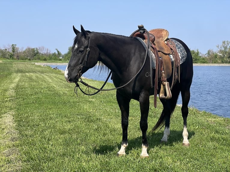 American Quarter Horse Wallach 6 Jahre Rappe in Zearing, IA