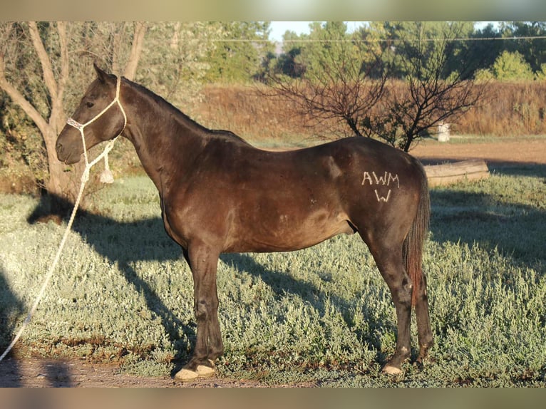American Quarter Horse Wallach 6 Jahre Rappe in Fort Collins CO