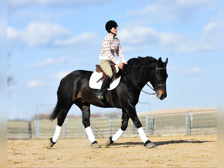 American Quarter Horse Wallach 6 Jahre Rappe in Joice IA