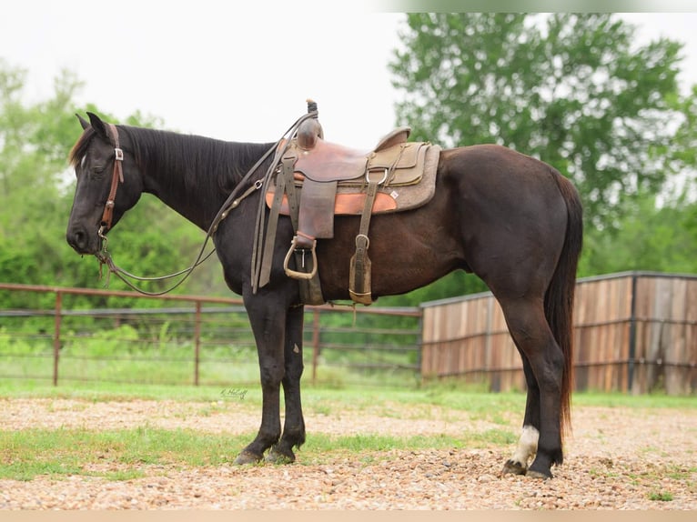 American Quarter Horse Wallach 6 Jahre Rappe in Savoy  TX