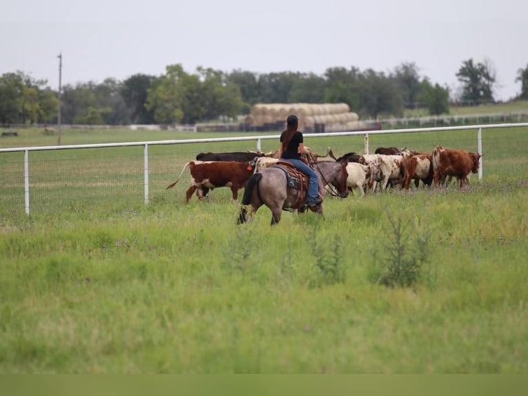American Quarter Horse Wallach 6 Jahre Roan-Bay in Joshua, TX
