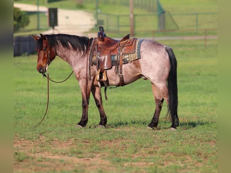 American Quarter Horse Wallach 6 Jahre Roan-Bay in Joshua, TX