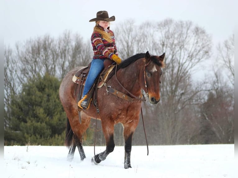 American Quarter Horse Wallach 6 Jahre Roan-Bay in Shippenville, PA