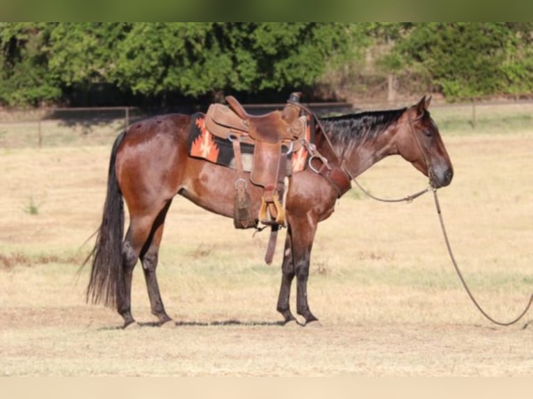American Quarter Horse Wallach 6 Jahre Roan-Bay in Fort Worth TX