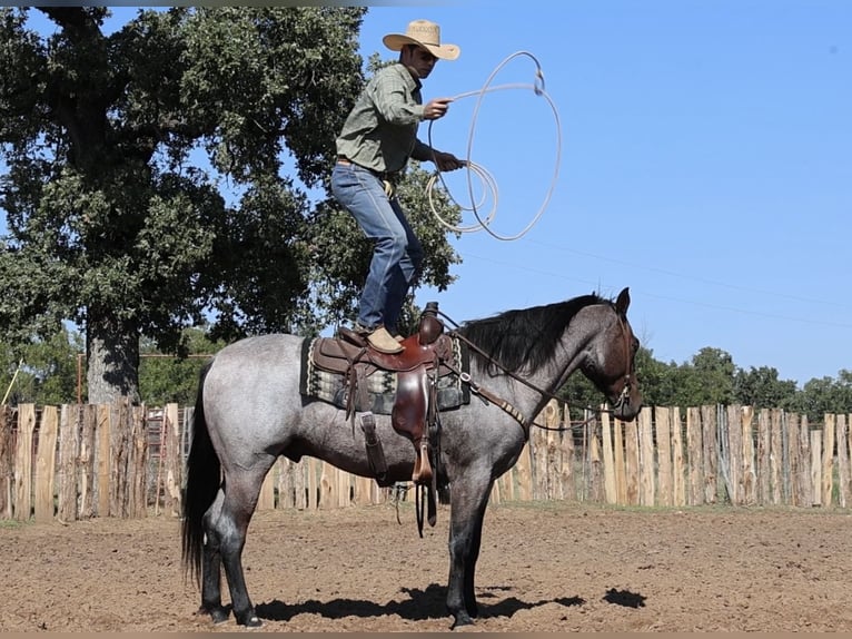American Quarter Horse Wallach 6 Jahre Roan-Bay in Ponder