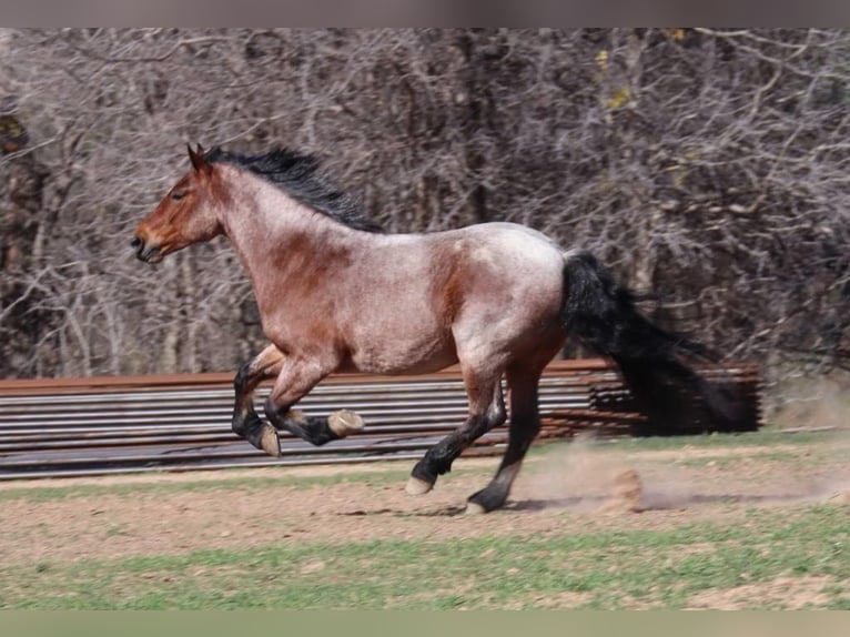 American Quarter Horse Wallach 6 Jahre Roan-Bay in Graham TX
