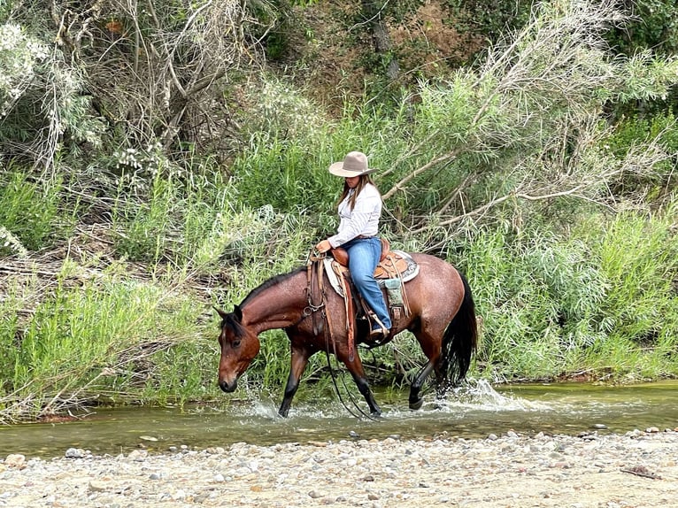 American Quarter Horse Wallach 6 Jahre Roan-Bay in Paso Robles, CA