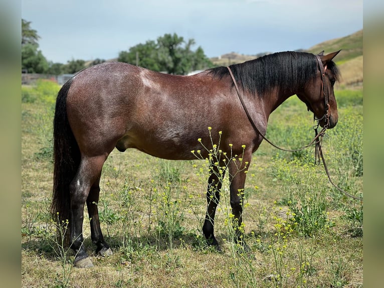 American Quarter Horse Wallach 6 Jahre Roan-Bay in Paso Robles, CA