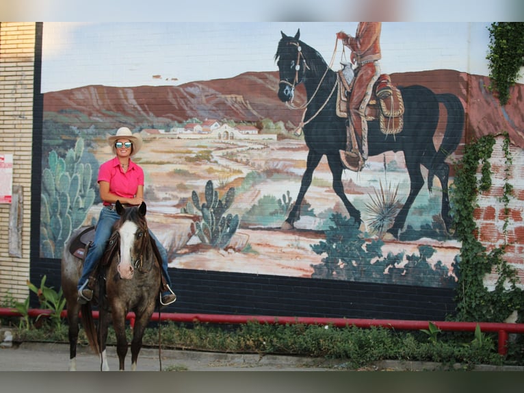 American Quarter Horse Wallach 6 Jahre Roan-Bay in Stephenville TX