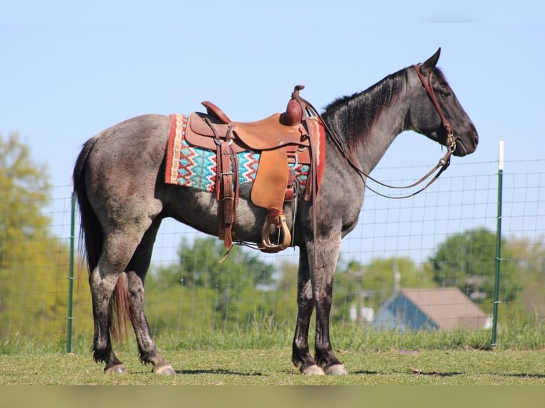 American Quarter Horse Wallach 6 Jahre Roan-Blue in Sonora, KY