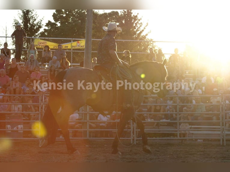 American Quarter Horse Wallach 6 Jahre Roan-Blue in Middletown OH