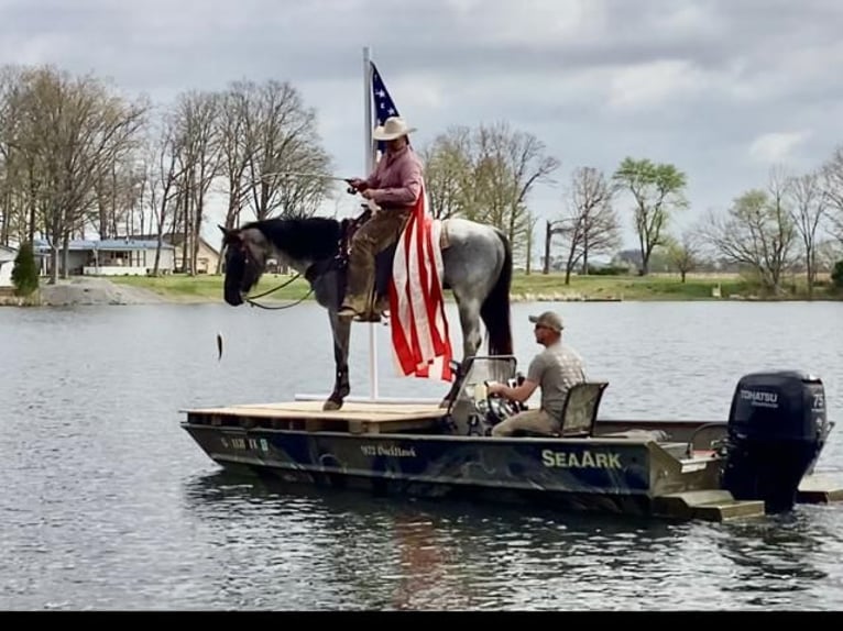 American Quarter Horse Wallach 6 Jahre Roan-Blue in Mill Shoals