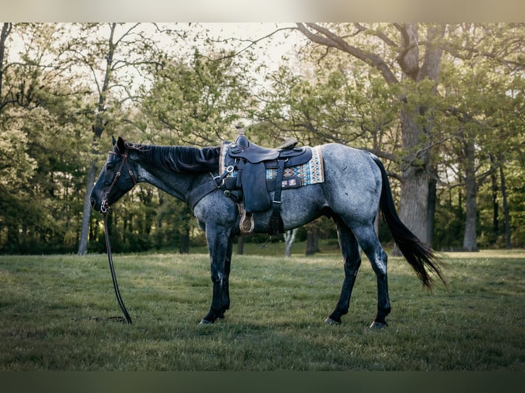 American Quarter Horse Wallach 6 Jahre Roan-Blue in Mill Shoals