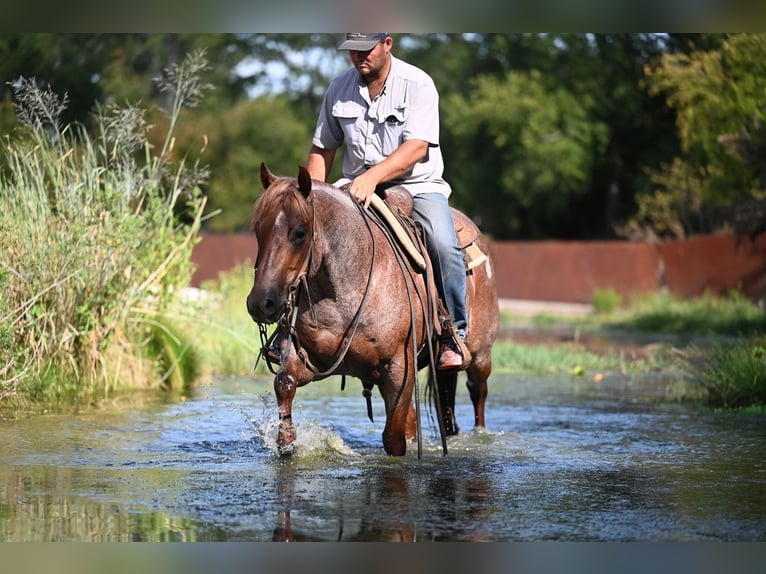 American Quarter Horse Wallach 6 Jahre Roan-Red in Waco