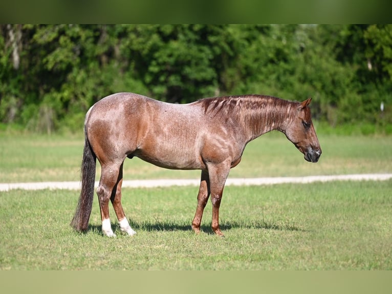 American Quarter Horse Wallach 6 Jahre Roan-Red in Waco