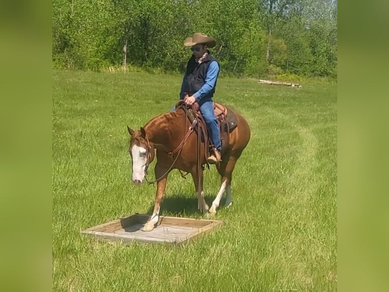 American Quarter Horse Wallach 6 Jahre Roan-Red in Robards, KY