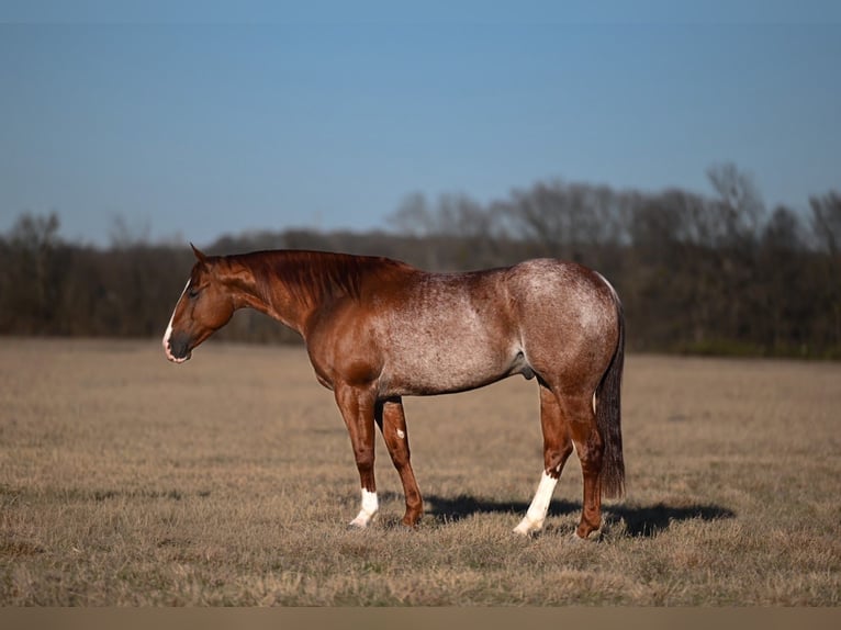 American Quarter Horse Wallach 6 Jahre Roan-Red in Waco