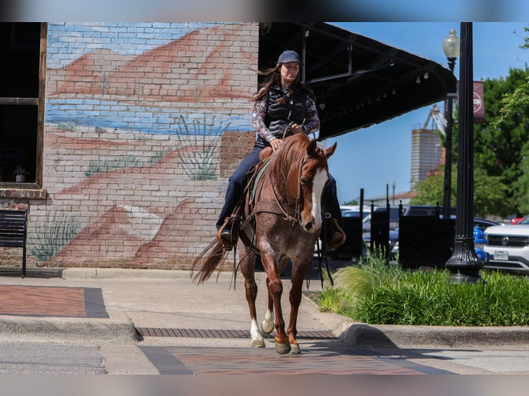 American Quarter Horse Wallach 6 Jahre Roan-Red in Rusk