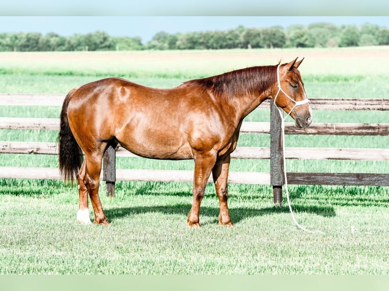 American Quarter Horse Wallach 6 Jahre Roan-Red in Sullivan, IL