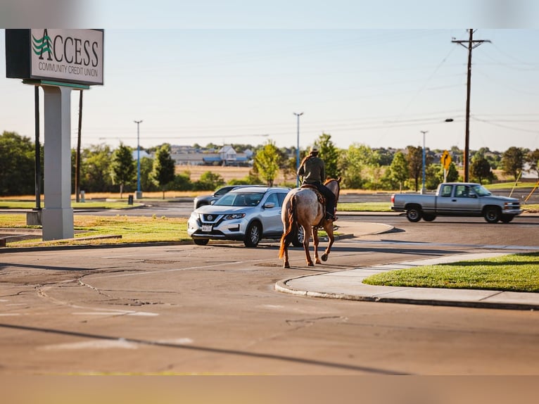American Quarter Horse Wallach 6 Jahre Roan-Red in Amarillo