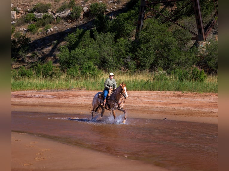 American Quarter Horse Wallach 6 Jahre Roan-Red in Amarillo