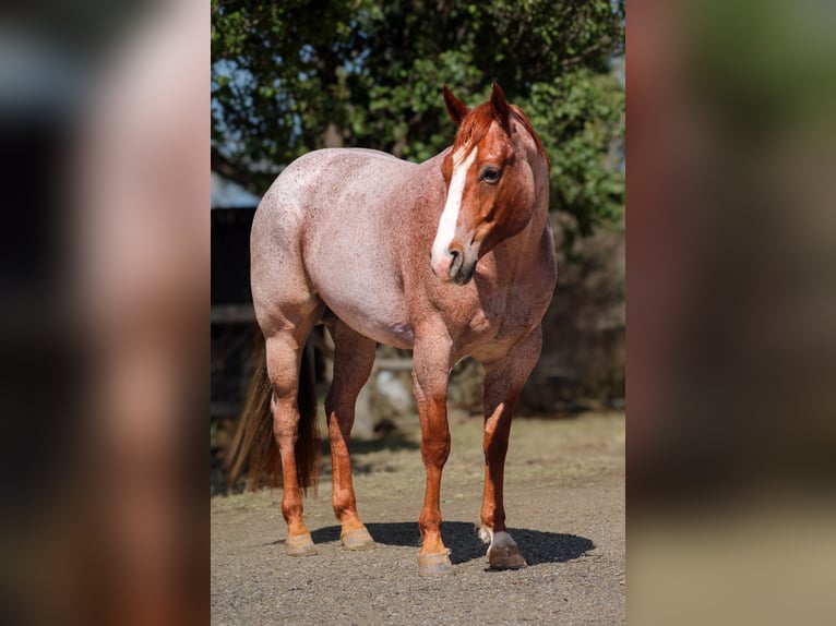 American Quarter Horse Wallach 6 Jahre Roan-Red in Amarillo