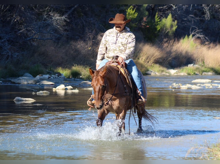 American Quarter Horse Wallach 6 Jahre Roan-Red in Stephenville