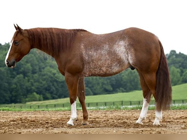 American Quarter Horse Wallach 6 Jahre Roan-Red in Jackson, OH